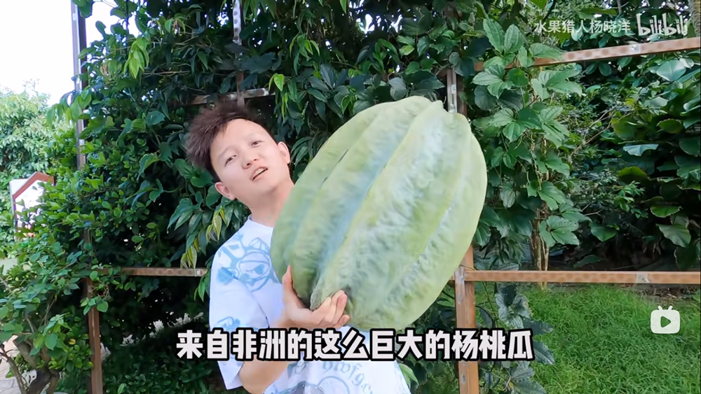 杨桃瓜.png