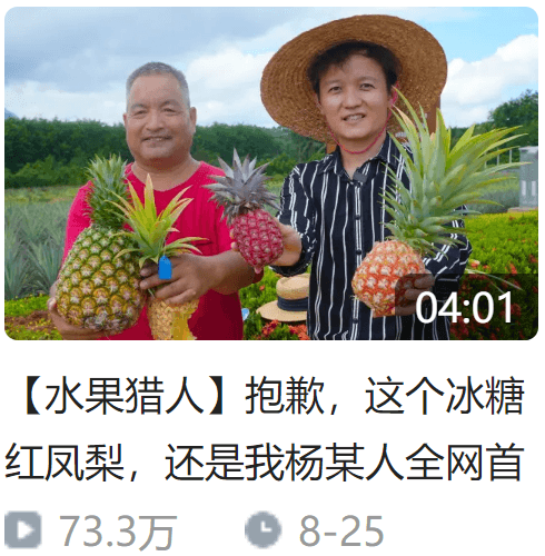 徐闻菠萝种质资源圃-冰糖红凤梨