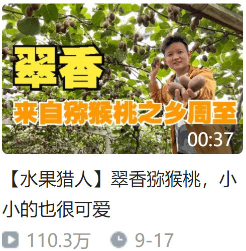 【水果猎人】翠香猕猴桃，小小的也很可爱